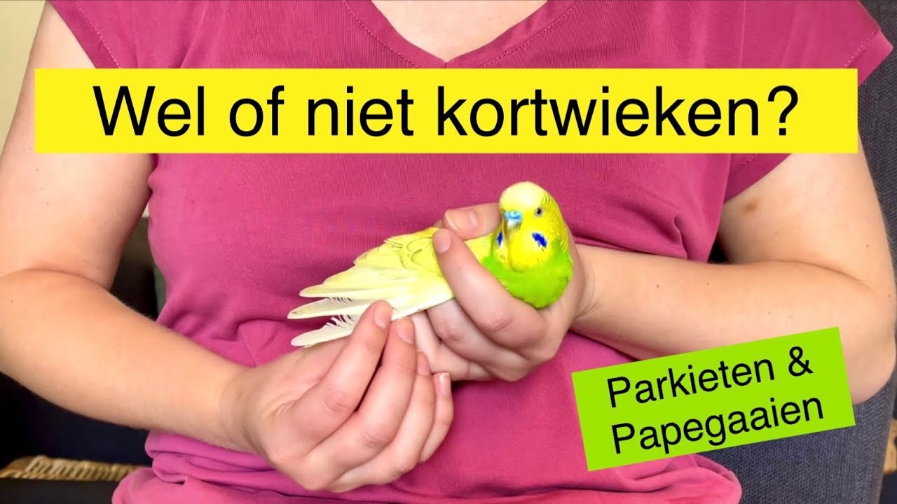 Wel of niet kortwieken? En het effect op tam maken. Parkiet & Papegaai
