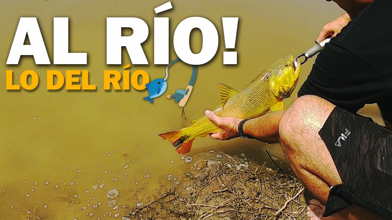 PESCA de DORADOS en  MONJE y ANDINO | RIO CORONDA y RIO CARCARAÑA | PESCA con CARNADA y SEÑUELO 🎣