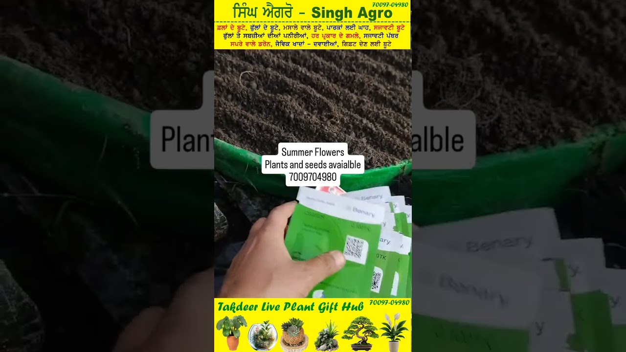 Summer Flower seeds and seedlings