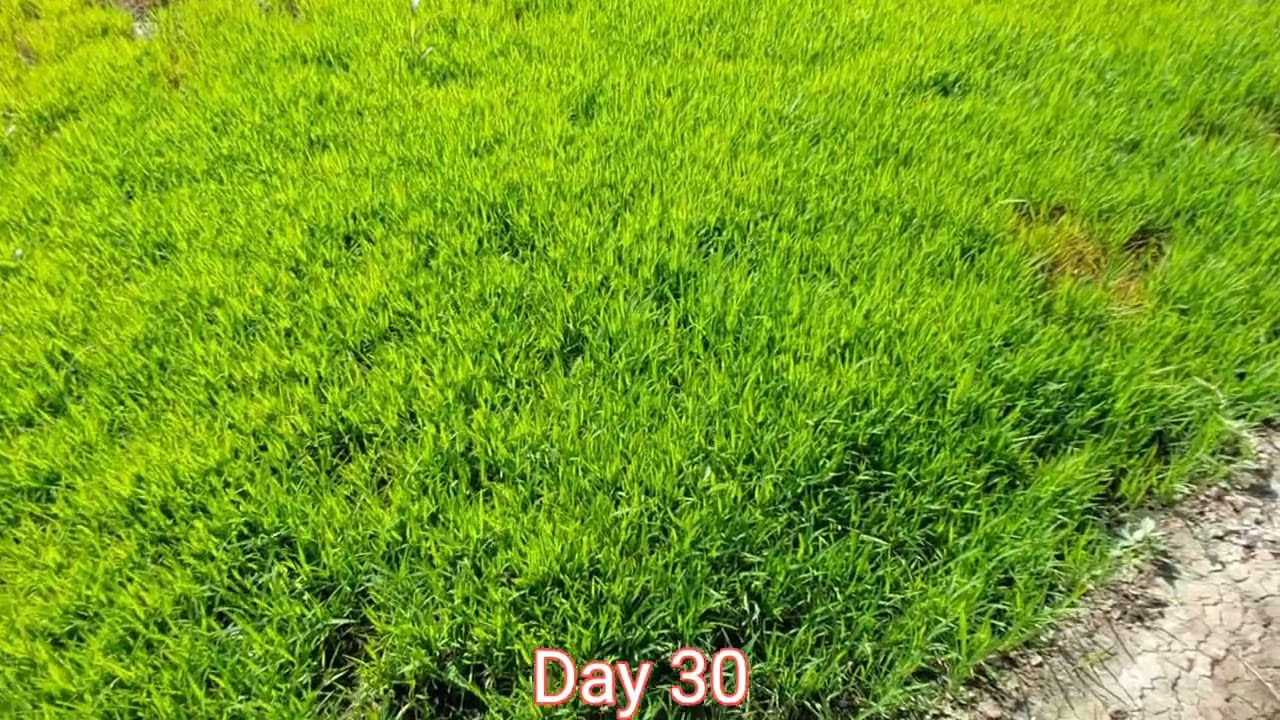 2025 Rice Farming Journey: From Seed to Harvest Day 30