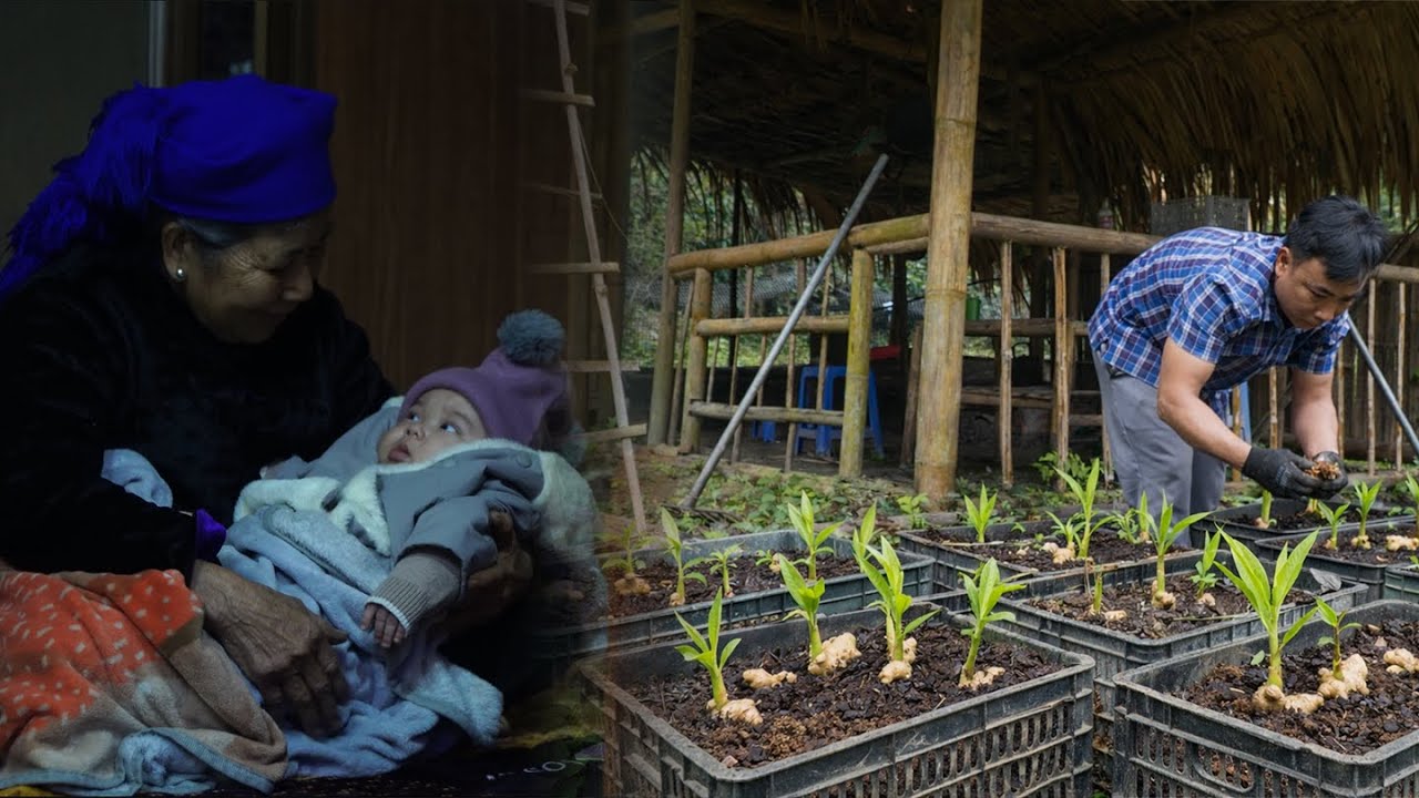 Chúc came to work on the farm. Yến's mother brought her granddaughter to help with the housework.
