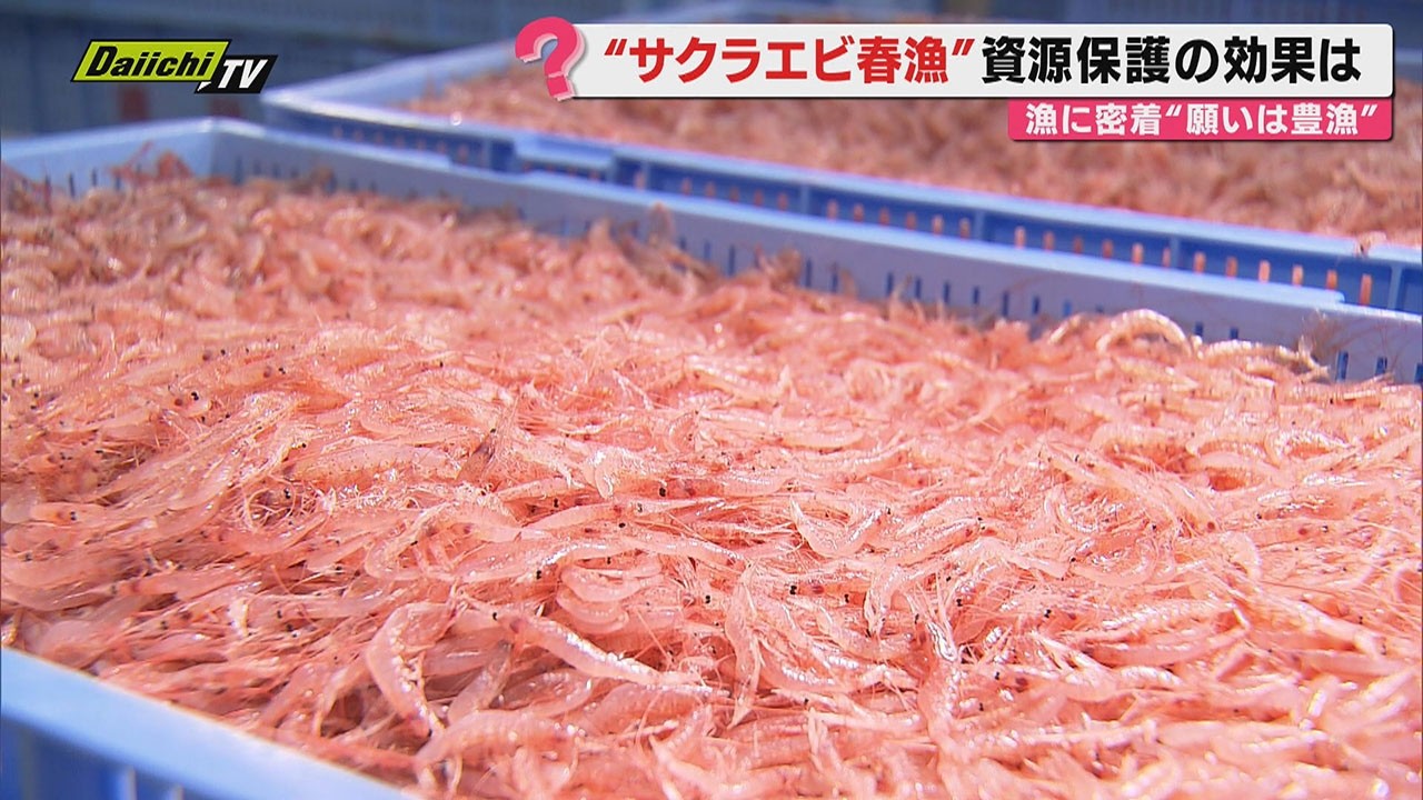 【駿河湾の宝石】サクラエビ春漁初日水揚げは前年比3倍超に安堵も燃料高騰など新たな懸念&hellip;駿河湾特産の未来は？(静岡)