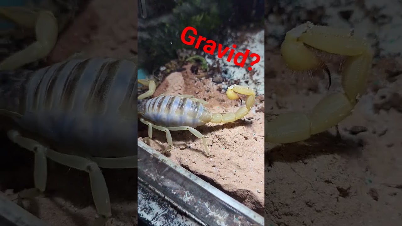 desert hairy scorpion