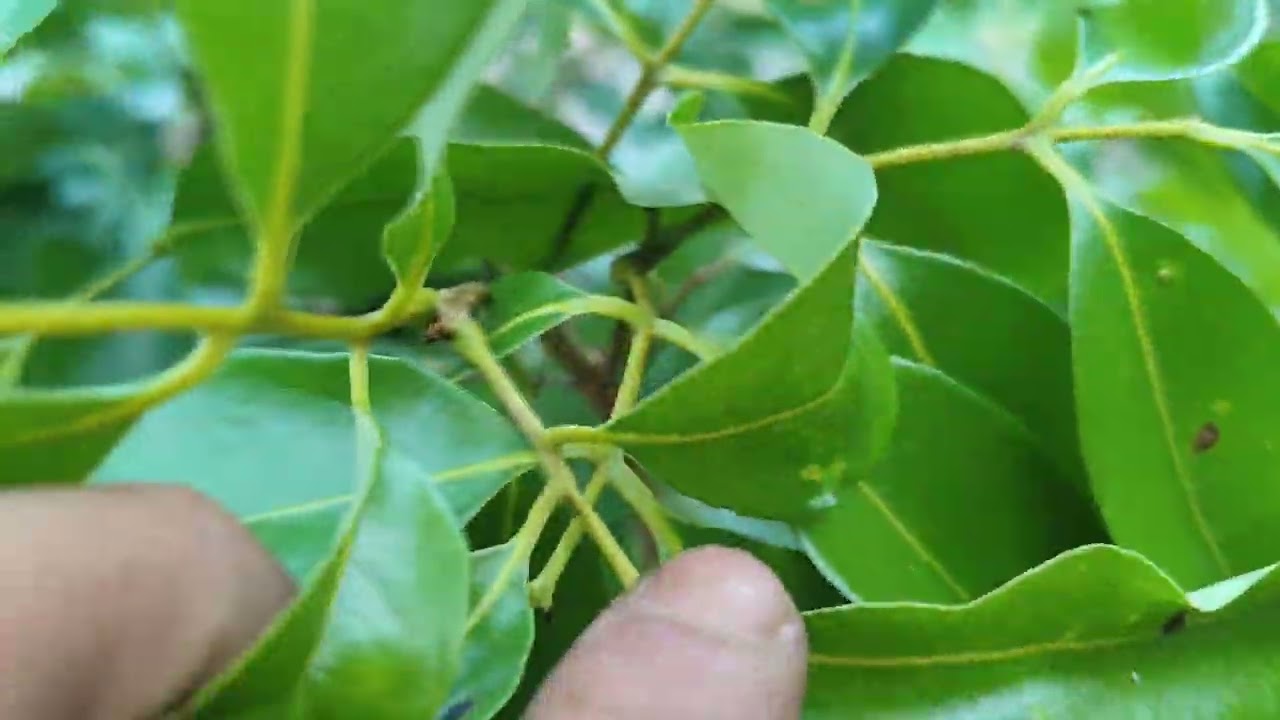 Chết mẹ nó rồi vai thanh Hà 