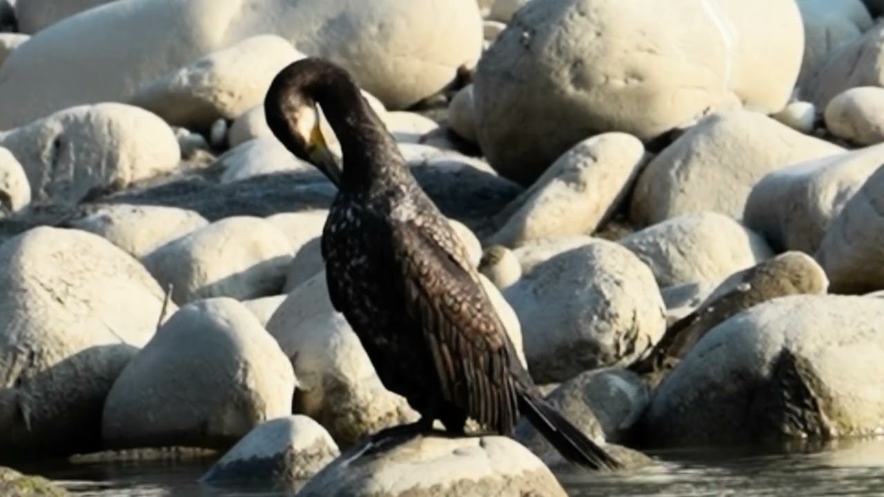 The cormorant or heron that is in pain / The fish trap that is placed on its leg is of Berria.