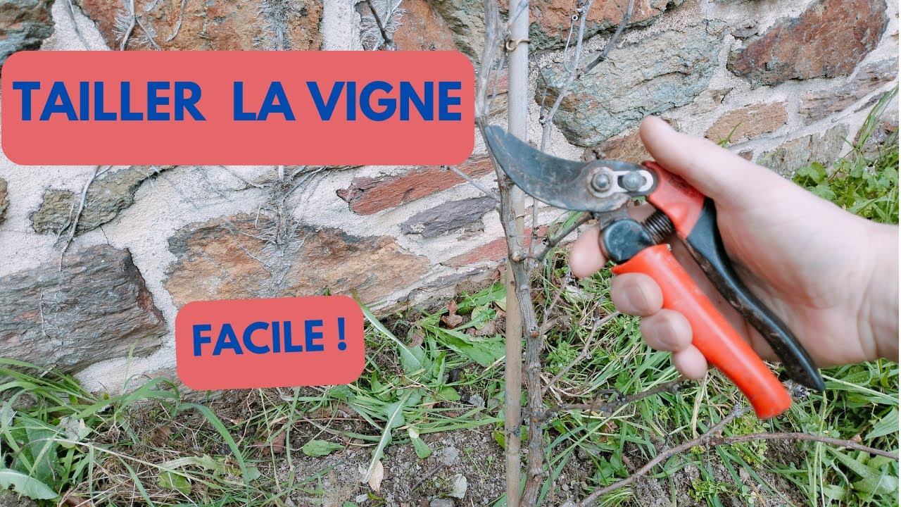 Comment TAILLER la VIGNE (très FACILE)