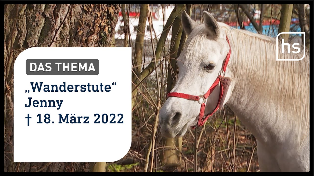Nachruf auf berühmte Schimmel-Stute Jenny | hessenschau DAS THEMA