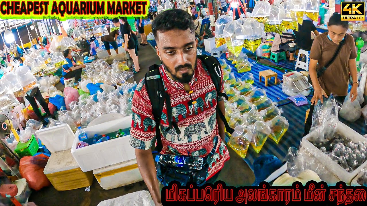 மிகப்பெரிய அலங்கார மீன் சந்தை 😍 Bangkok Thailand aquarium market in tamil 🔥 fighter 🔥 kamfa 🔥 guppy