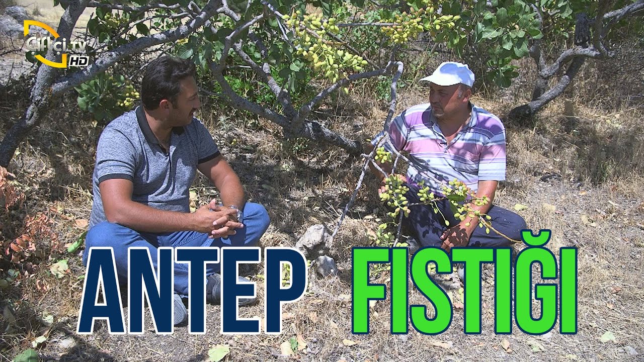 ANTEP FISTIĞI Yetiştiriciliği - Maksat Üretmek #fıstık #antepfıstığı #çiftçitv