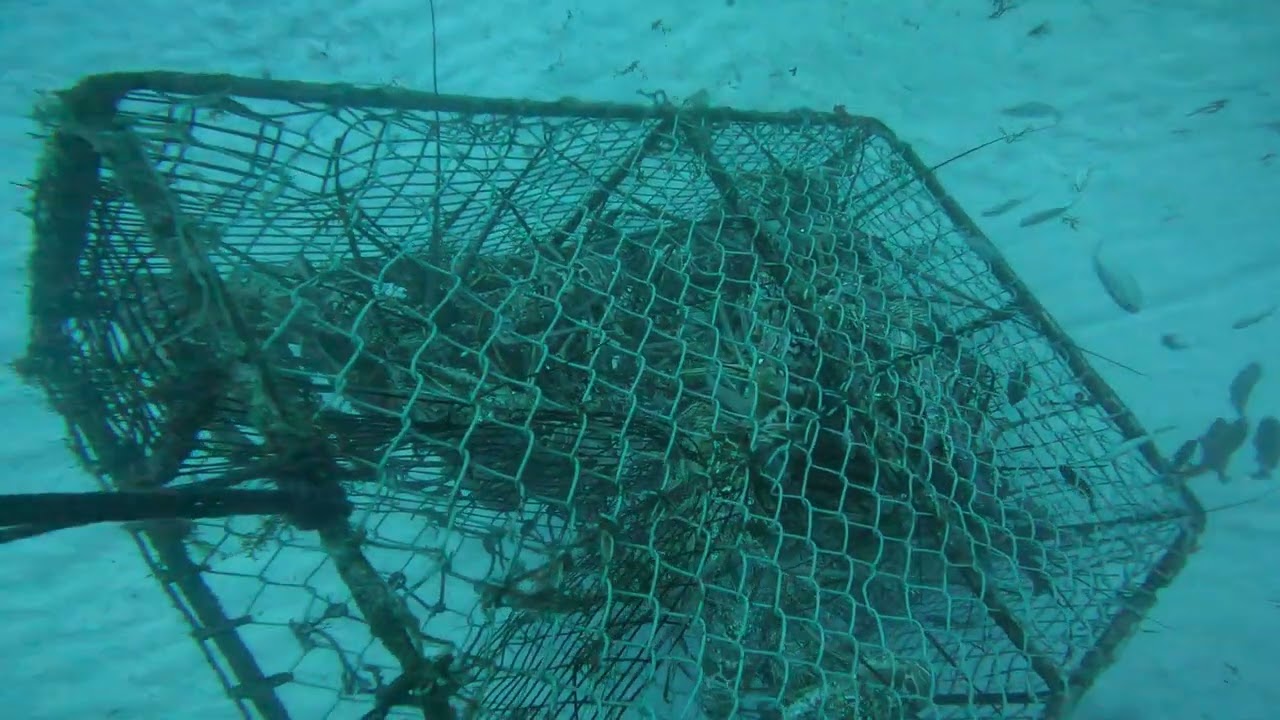 pescando langostas con trampas primera requerida del año enero 2024 en isla mujeres Q.Roo mexico.