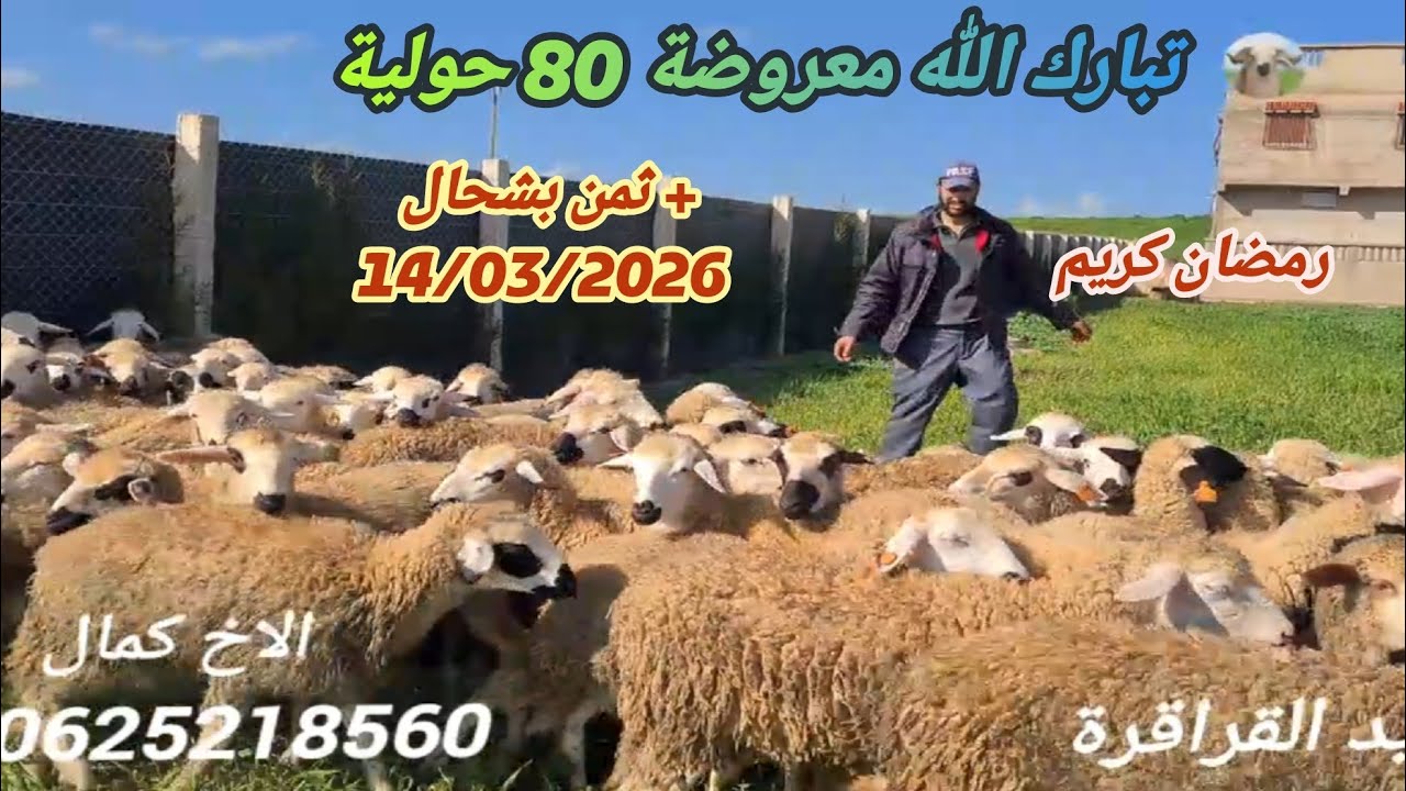 14 مارس 2026 من ضعية الاخ كمال جهة سطات 80 #حولية تبارك الله مع دكر الثمن 🎥 رمضان كريم