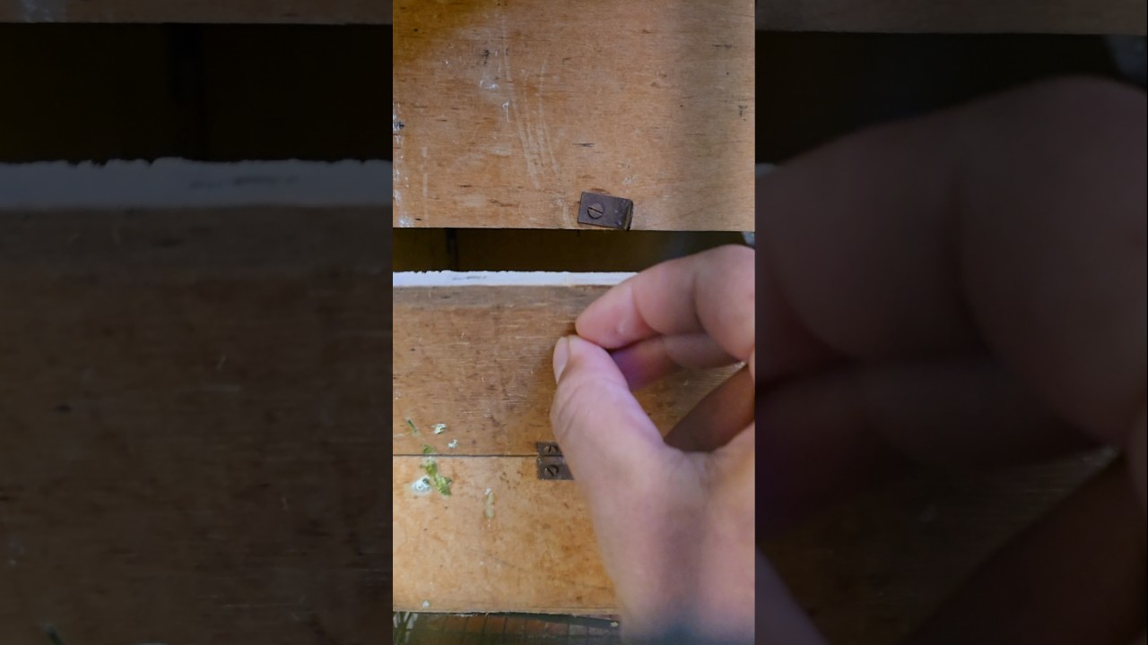 Checking the breeding box of my cockatiel Parrots | cockatiel breeding setup | #shortsfeed #shorts