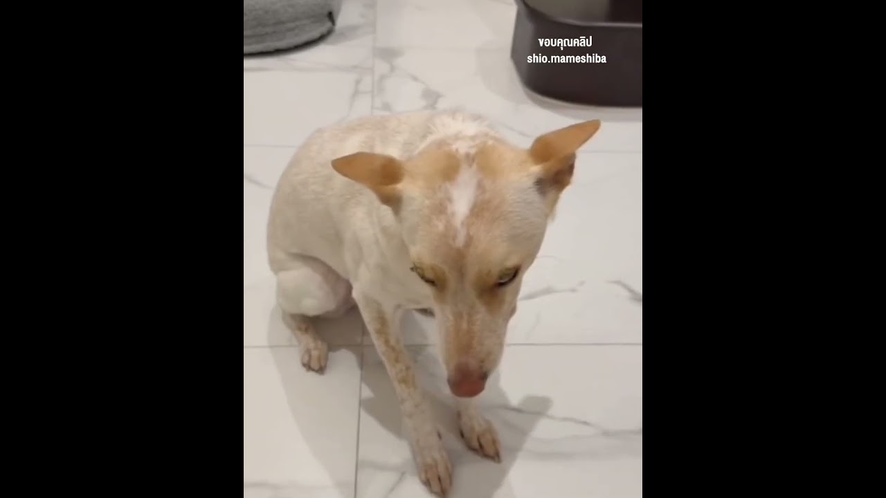 หมาขโมยข้าวนุด  #หมา #petsดวงD #สัตว์เลี้ยงฮิวใจ #สัตว์โลกน่ารัก
