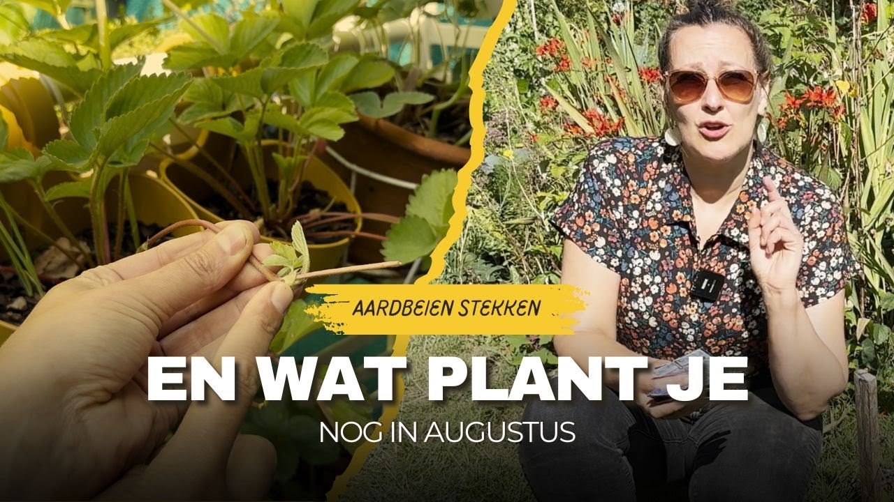 Moestuin Meesters: Wat Zaai Je NU NOG in Augustus 🌱 + Aardbeien Stekken voor MEER Oogst!