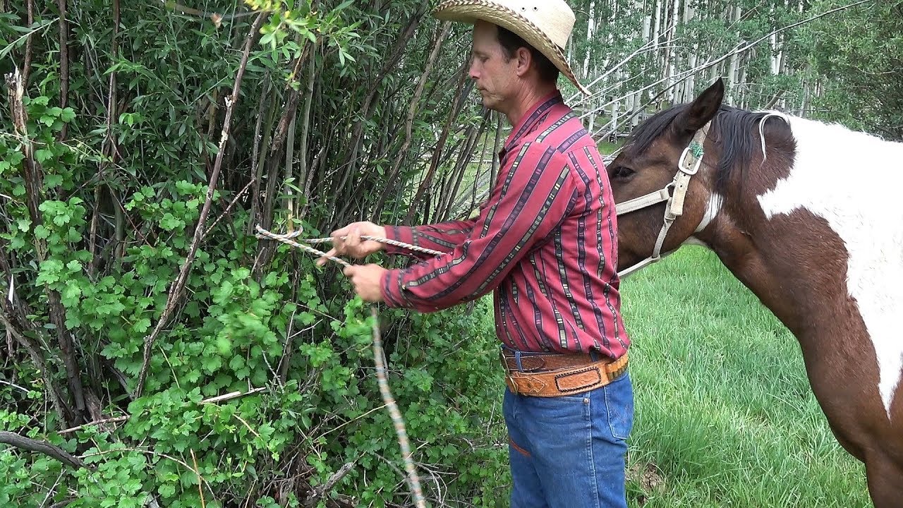 Do's and Dont's for Tying Your Horse to a Tree or Post