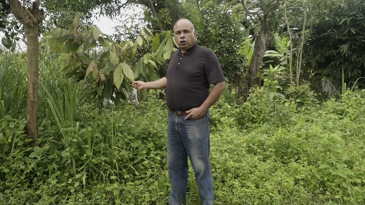 Controlar malezas ecológicamente en un cultivo de cacao  usando ovejas y cercas eléctricas