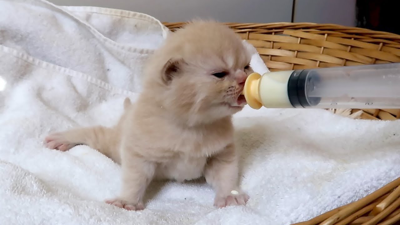 Lulu’s Weight Struggles! Our Senior Cat Behemoth Is Sick… Subtitles