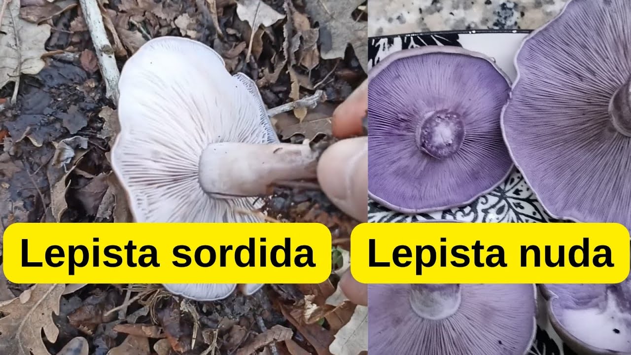 Sahte Mor Cincile, Lepista sordida