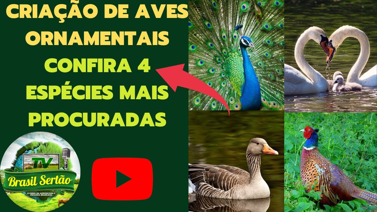 CRIA&Ccedil;&Atilde;O DE AVES ORNAMENTAIS/ CONFIRA 4 ESP&Eacute;CIES MAIS PROCURADAS