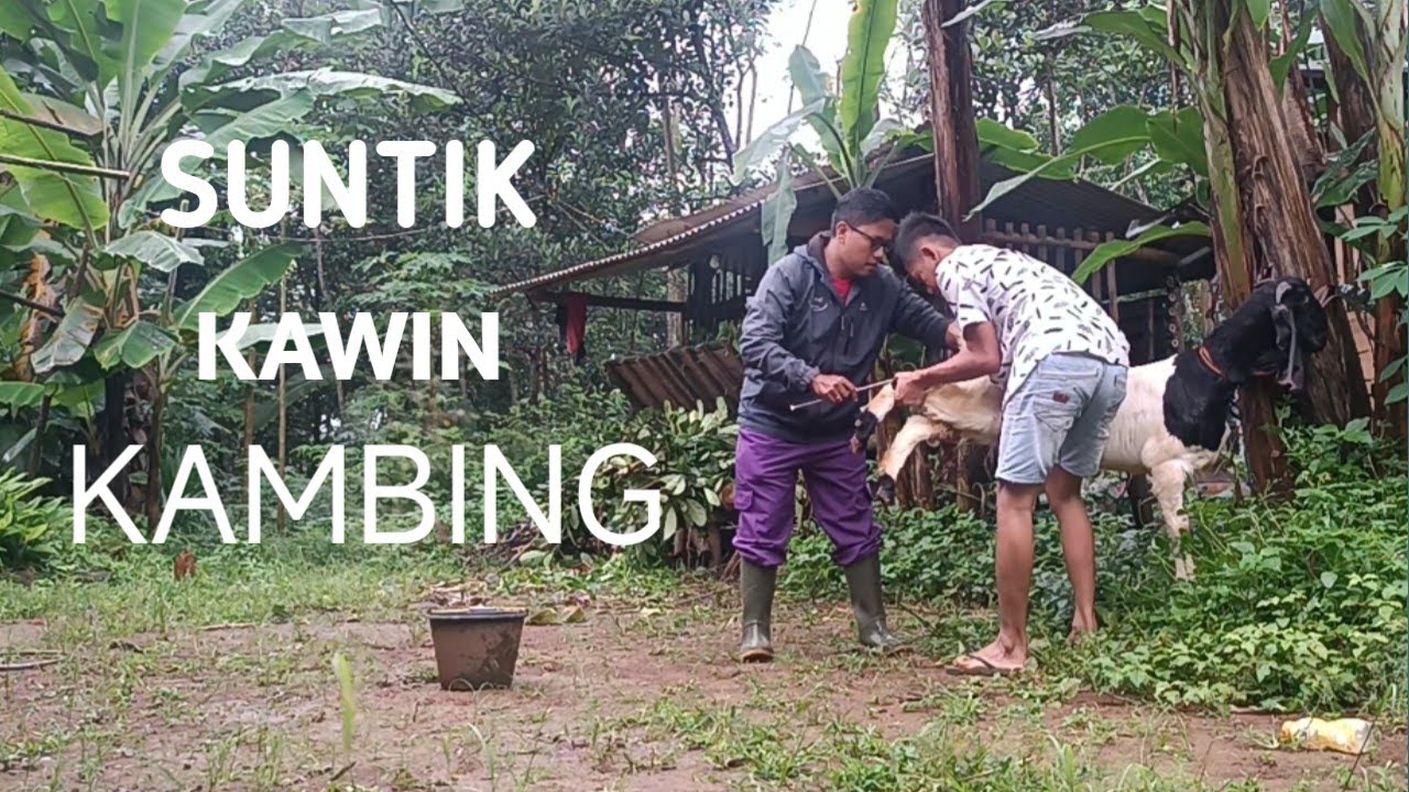 suntik kawin kambing jawa randu #kambing #kambingetawa