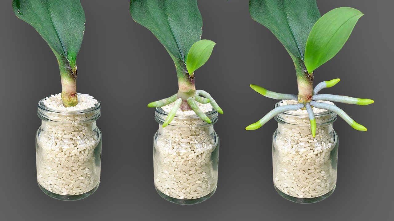 🌸Only Rice! Orchid leaves immediately grow roots and bloom all year round Very EASILY