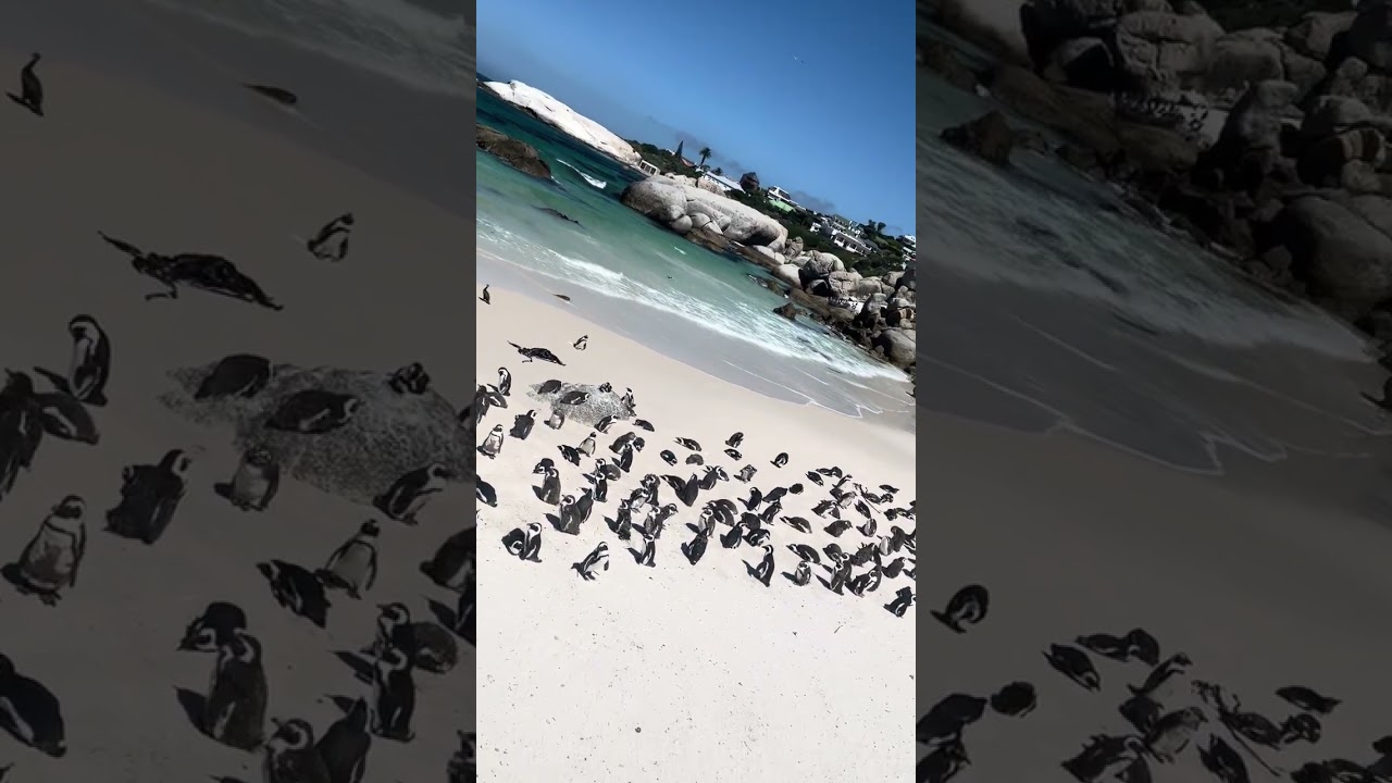 Boulders_Beach
