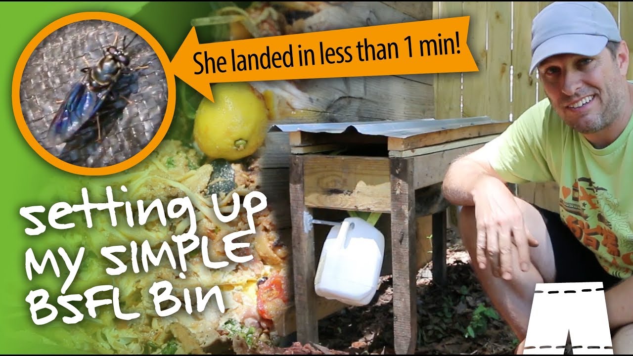 How To Start A Black Soldier Fly Larvae Composting Bin