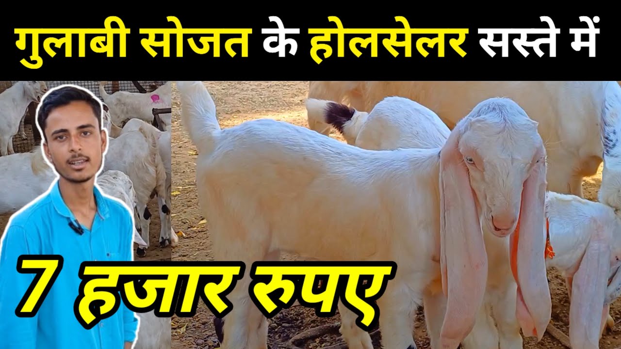 गुलाबी सोजत के होलसेलर सस्ते में | सोजत बकरे | सोजत बकरी | बकरे | बकरी | GOATFARM | Explorewithgp |