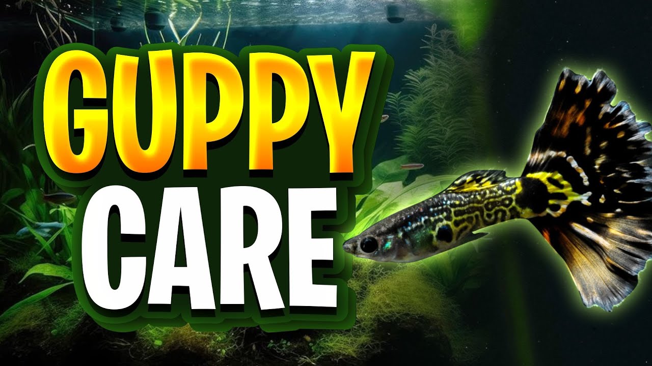 Guppy Care Guide - Tank Setup, Water Parameters, Feeding, Breeding, Tank Mates, And Everything Else!