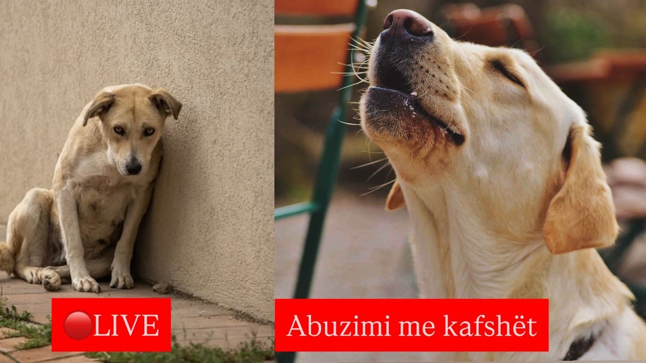 LIVE: E rëndë, i moshuari abuzon seksualisht me qenin, reagojnë aktivistët