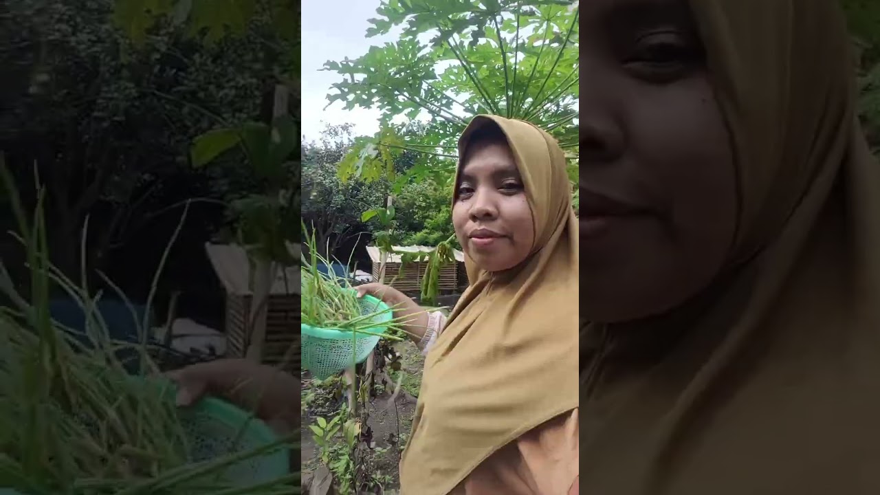 PANEN BAWANG MERAH, 