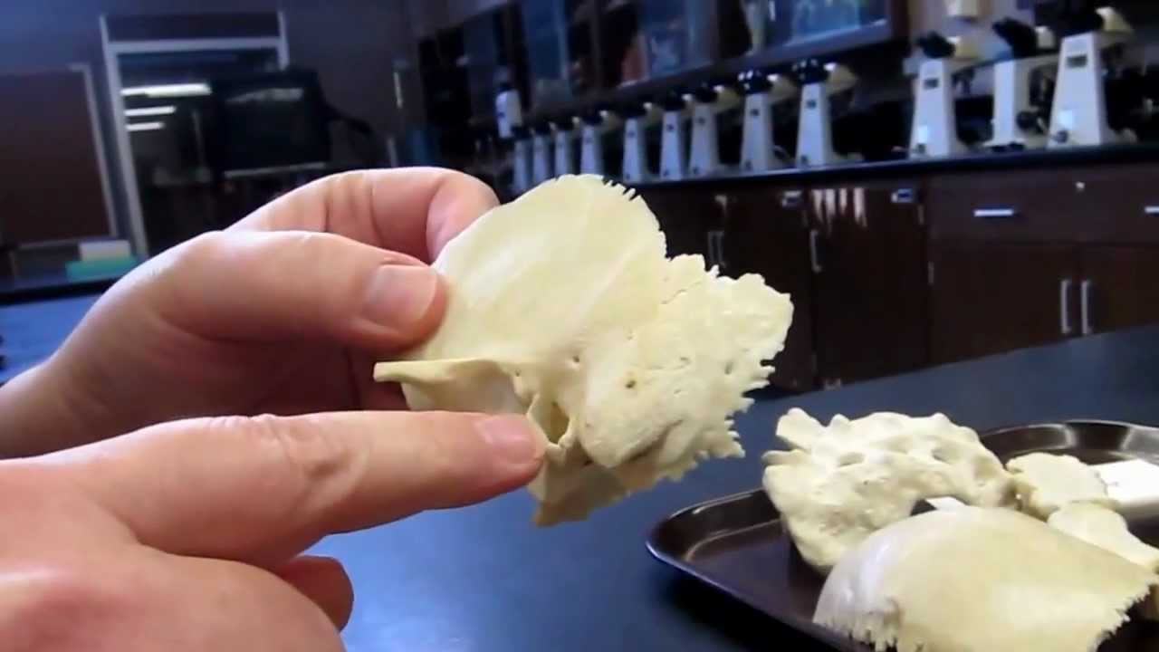 A&P1 Lab#4 video 5