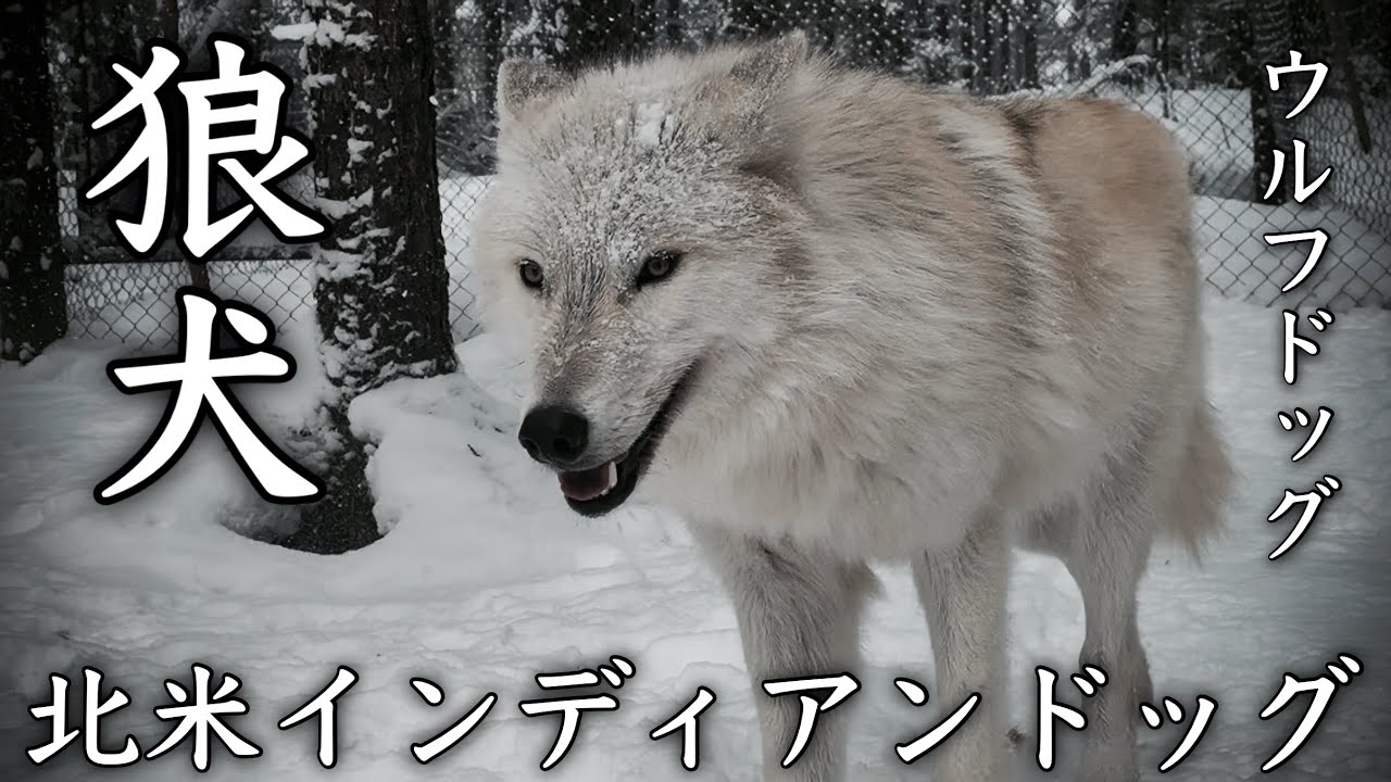 オオカミ犬がカッコ良すぎた。