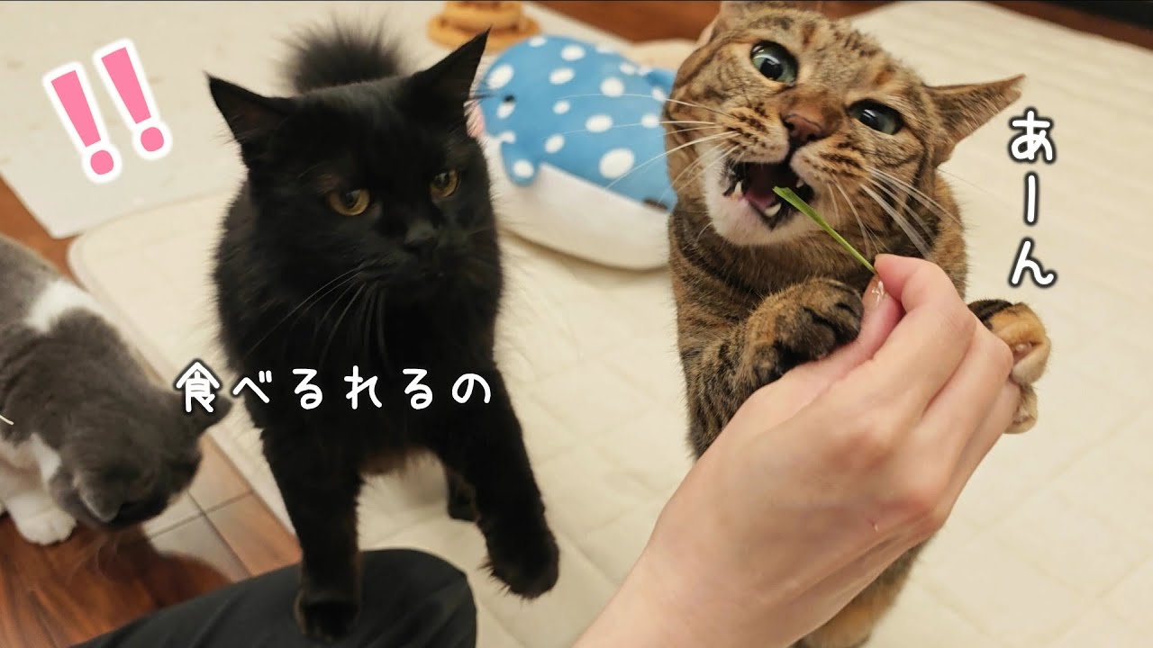 猫草を食べなかったりんちゃんに驚きの変化がありました！