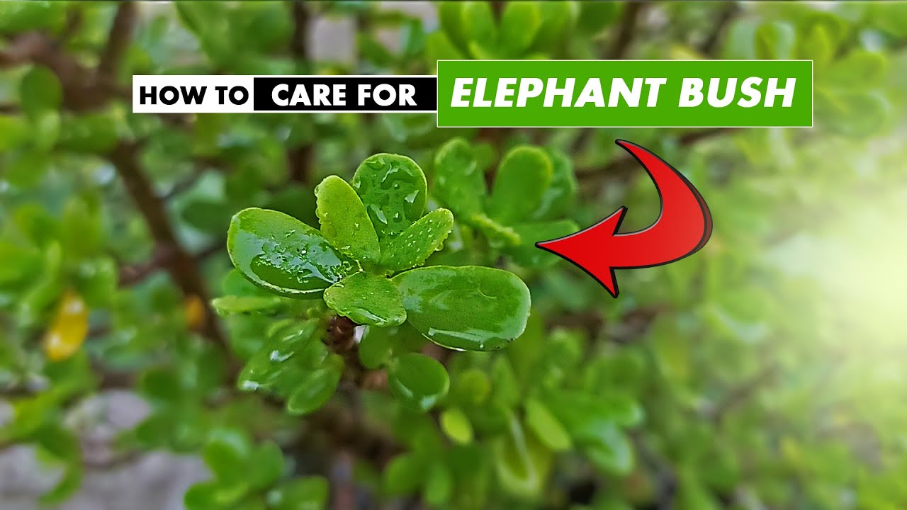 How to care for Elephant Bush