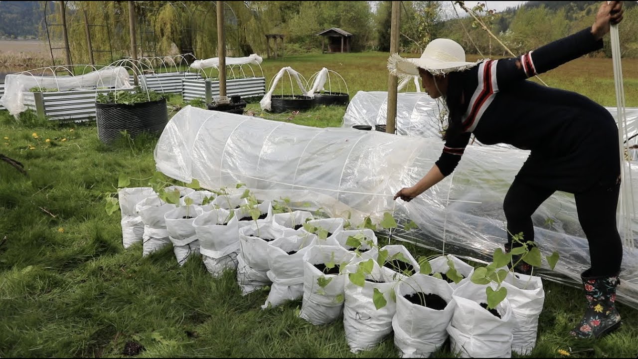 12个小拱棚，揭开蔬菜生长的小秘密，开垦一个全新的小菜园