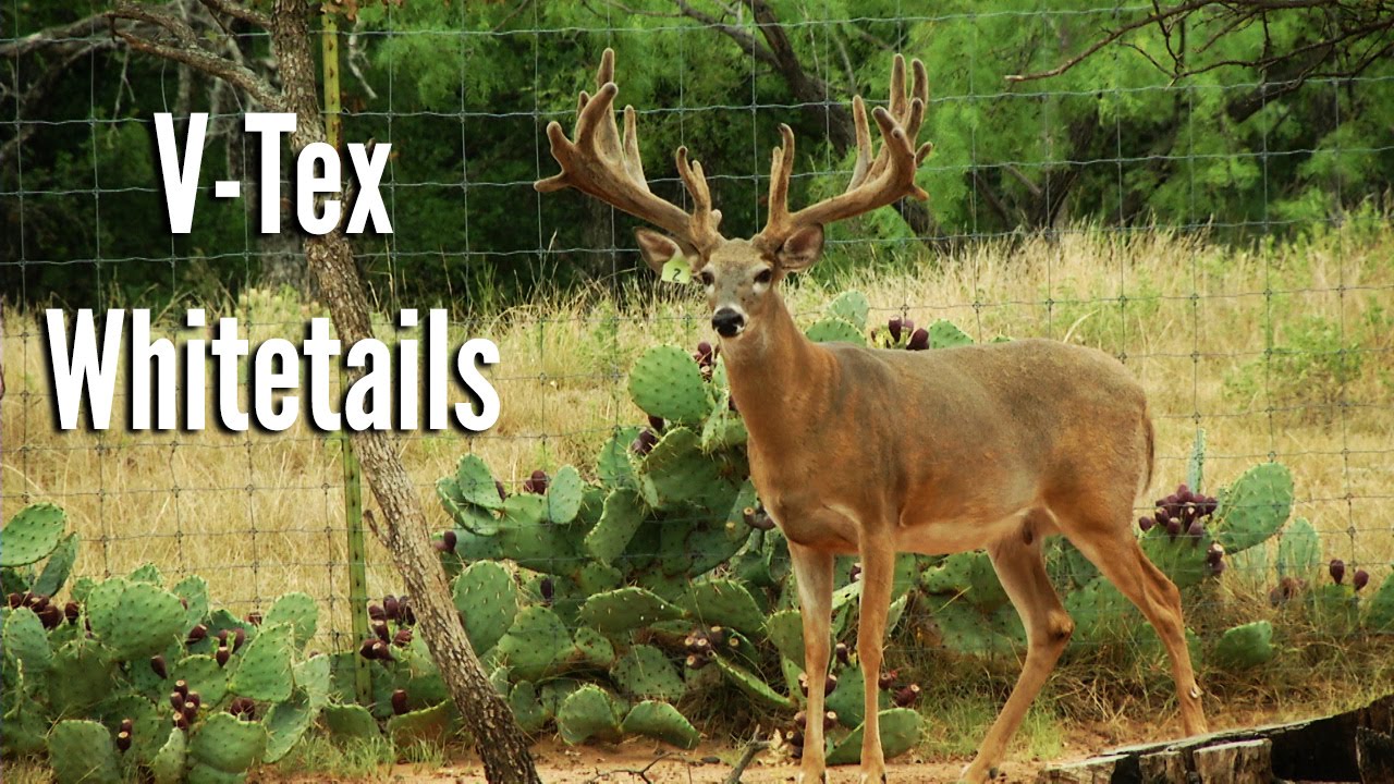 V-Tex Whitetails - Full Episode