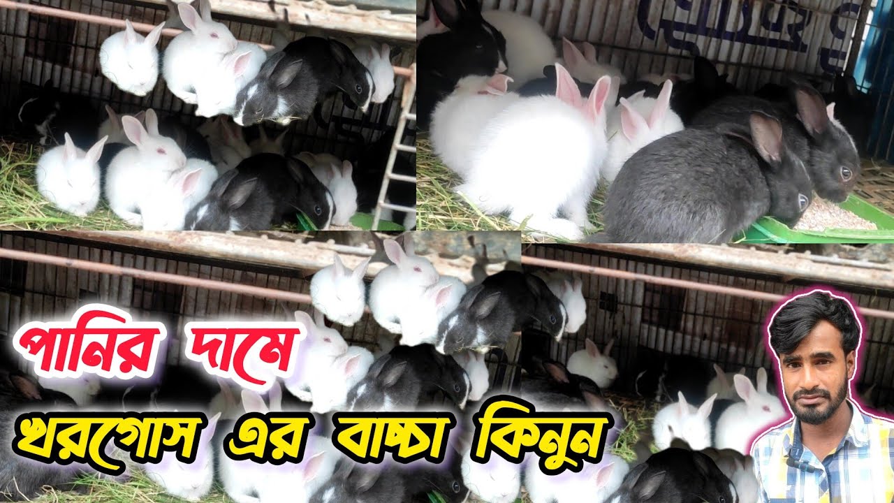 খরগোশ এর বাচ্চা পানির দামে নিমতলি পোল্ট্রি মার্কেট, rabbit baby,#খরগোশ #viralvideo  #asikagrovlogs