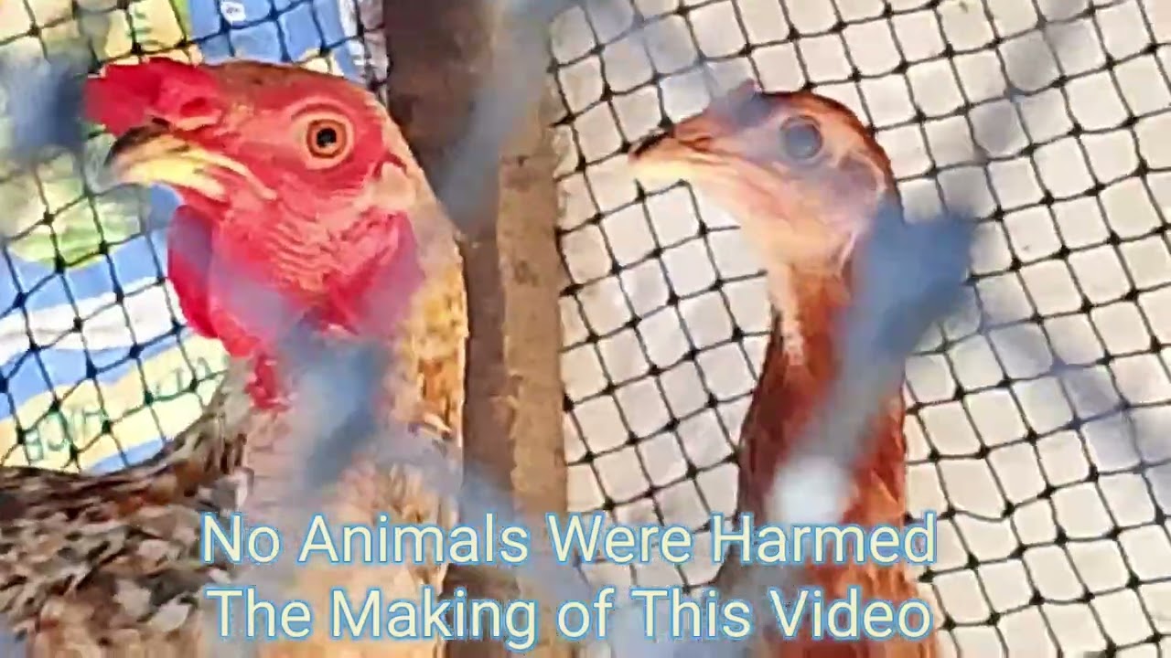 197/Videos Kakaibang Manok #greaterestongloft #bioresearchbiopigeon 