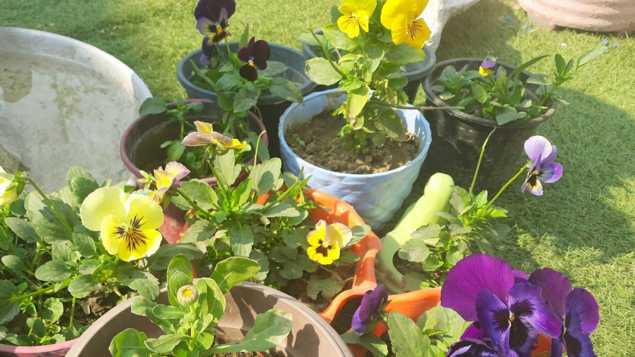 care of pansy flowers.how to care pansy plants.pansy flower fertilizer