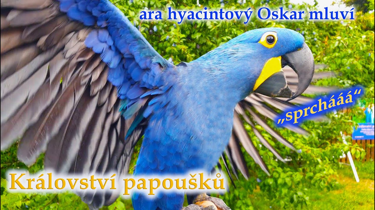 600 - Ara hyacintov&yacute; Oskar mluv&iacute; při de&scaron;ti na sv&eacute; narozeniny