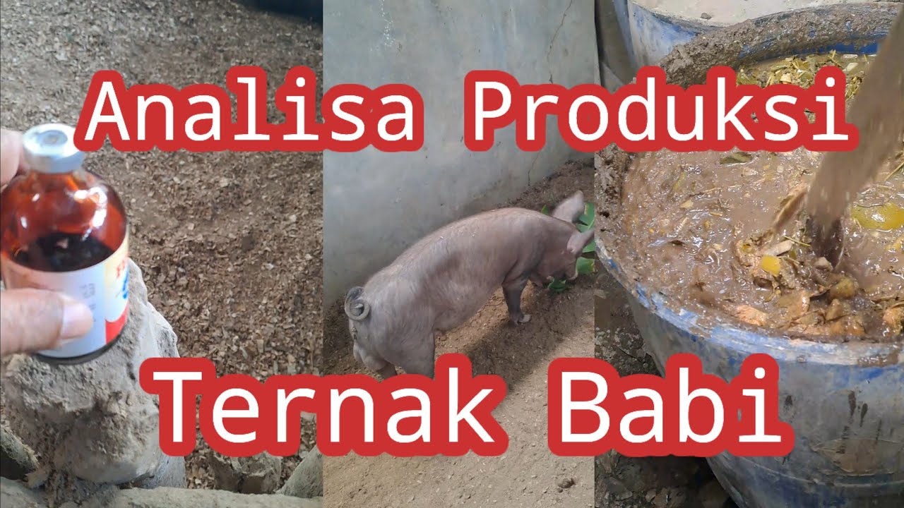 Analisa Produksi Ternak Babi #beternakbabi #analisaproduksi #fyp #suksesbeternakbabi 