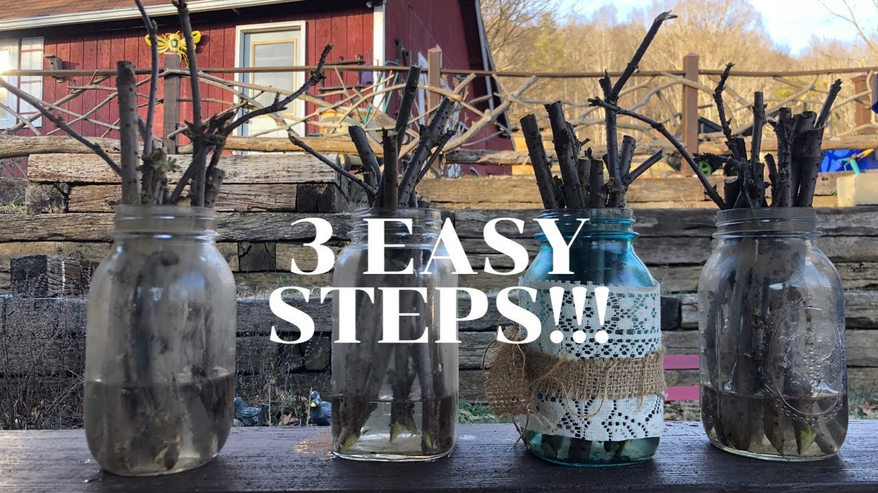 How to Propagate Elderberry in 3 EASY STEPS!