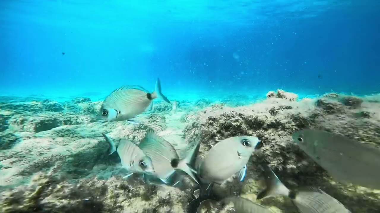 Yeni Foça 🐬🐟🐠🐡 Underwater view #Mambo #foca #sualtı