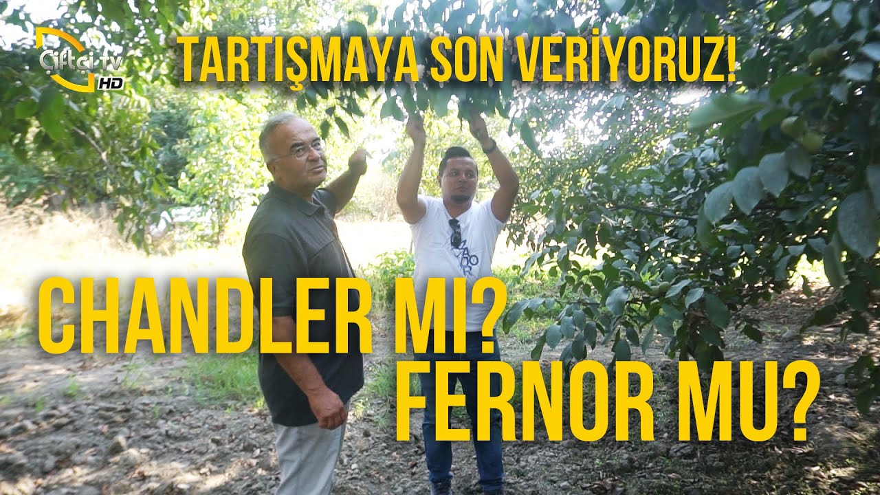 Chandler Mı? Fernor mu?  TARTIŞMAYA SON VERİYORUZ! - Çetin Ceviz #Chandler #Fernor #ceviz