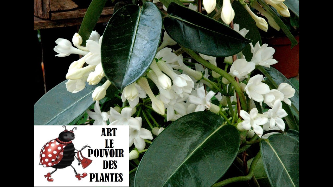 jardinage: Bouture de Stephanotis floribunda (jasmin de Madagascar) Plante verte d'intérieur