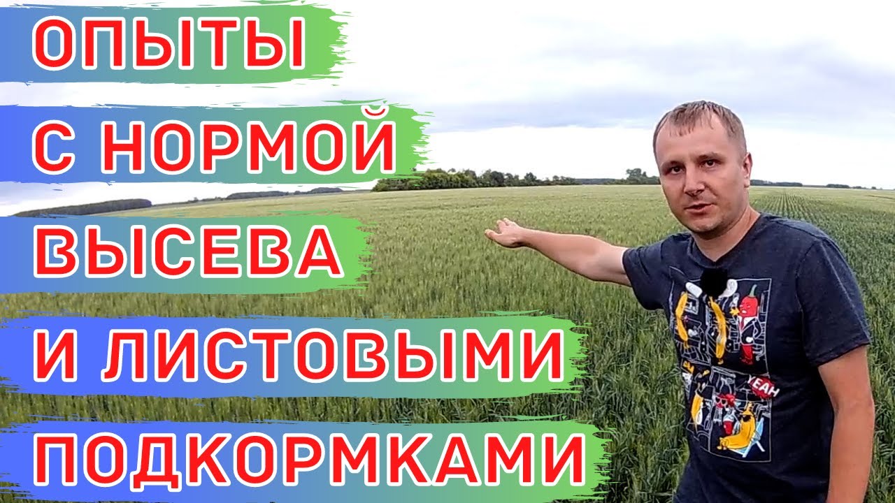 Полевые опыты с нормой высева яровой пшеницы. Листовые подкормки. Ошибки инсектицидной обработки.