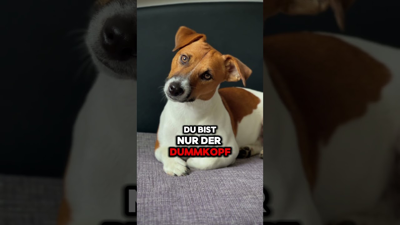 Warnung vor dem Jack Russel Terrier. #jackrussellterrier #jackrussell #welpenliebe