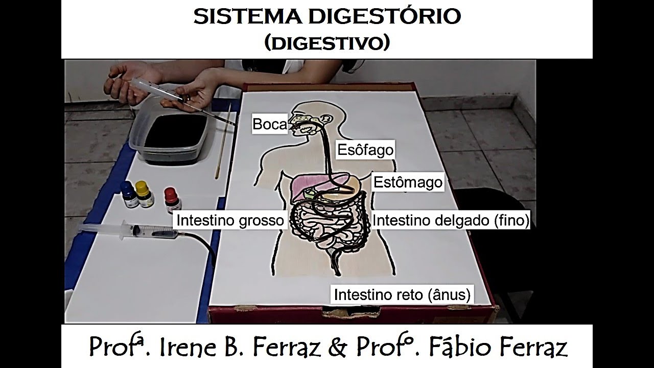 Experiência Sistema Digestório