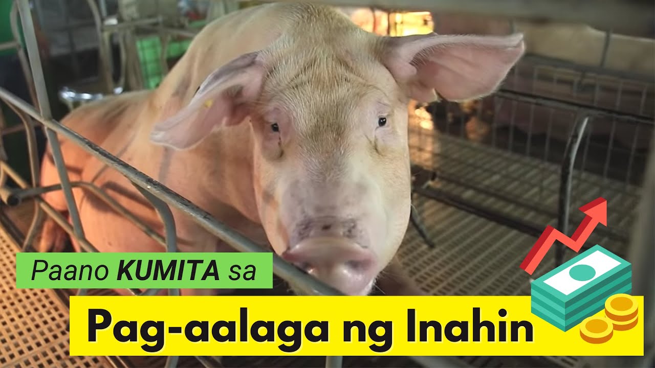 Alamin Kung Paano Kumita sa Pag-aalaga ng Inahin